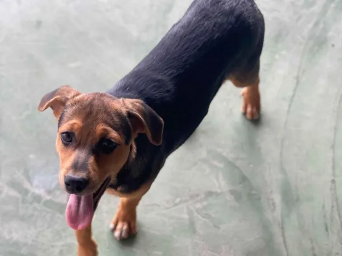 Cachorro raça SRD-ViraLata idade 2 a 6 meses nome Bruce