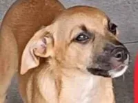 Cachorro raça SRD-ViraLata idade 2 a 6 meses nome General 