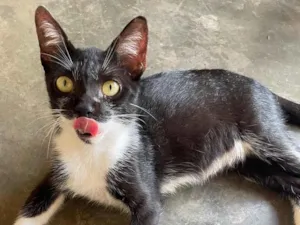 Gato raça SRD-ViraLata idade 7 a 11 meses nome Pedrinho e tigrinha