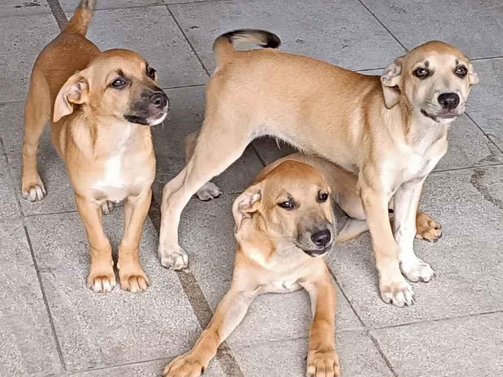 Cachorro raça SRD-ViraLata idade 2 a 6 meses nome Nininha, Lobinho e General 