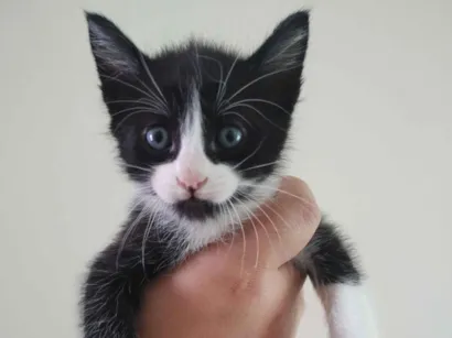 Gato raça SRD-ViraLata idade 2 a 6 meses nome Sem nome