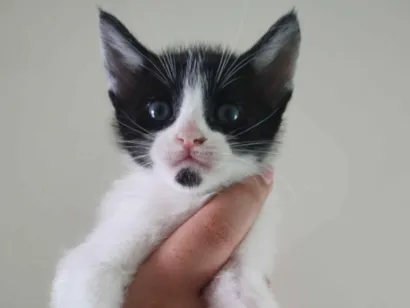Gato raça SRD-ViraLata idade 2 a 6 meses nome Sem nome