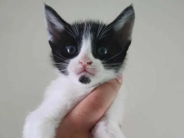 Gato raça SRD-ViraLata idade 2 a 6 meses nome Sem nome