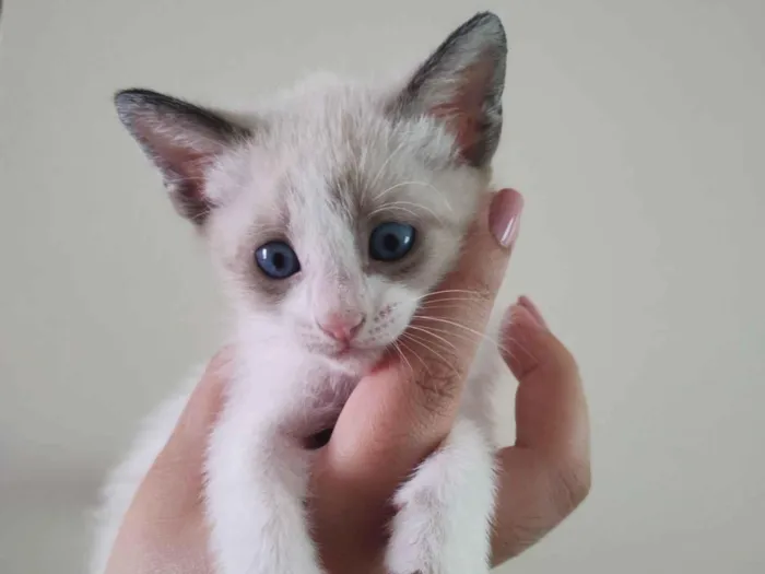 Gato raça SRD-ViraLata idade 2 a 6 meses nome Sem nome 