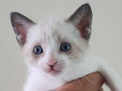 Gato raça SRD-ViraLata idade 2 a 6 meses nome Sem nome 