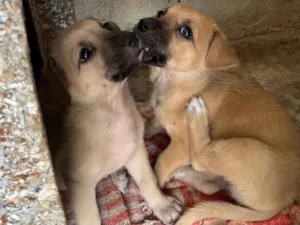 Cachorro raça SRD-ViraLata idade Abaixo de 2 meses nome Filhote 1 e 2