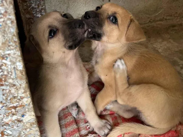 Cachorro raça SRD-ViraLata idade Abaixo de 2 meses nome Filhote 1 e 2