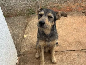 Cachorro raça SRD-ViraLata idade 1 ano nome Fiapito 