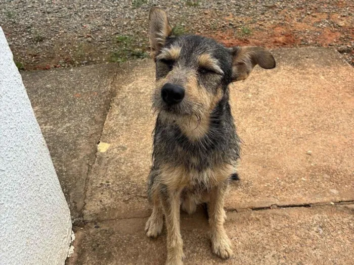 Cachorro raça SRD-ViraLata idade 1 ano nome Fiapito 