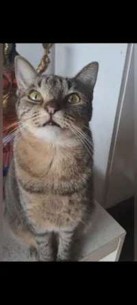 Gato raça SRD-ViraLata idade 2 anos nome Laurinha 