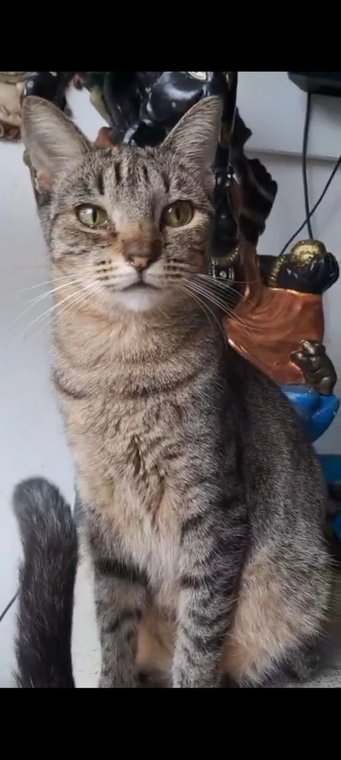 Gato raça SRD-ViraLata idade 2 anos nome Laurinha 