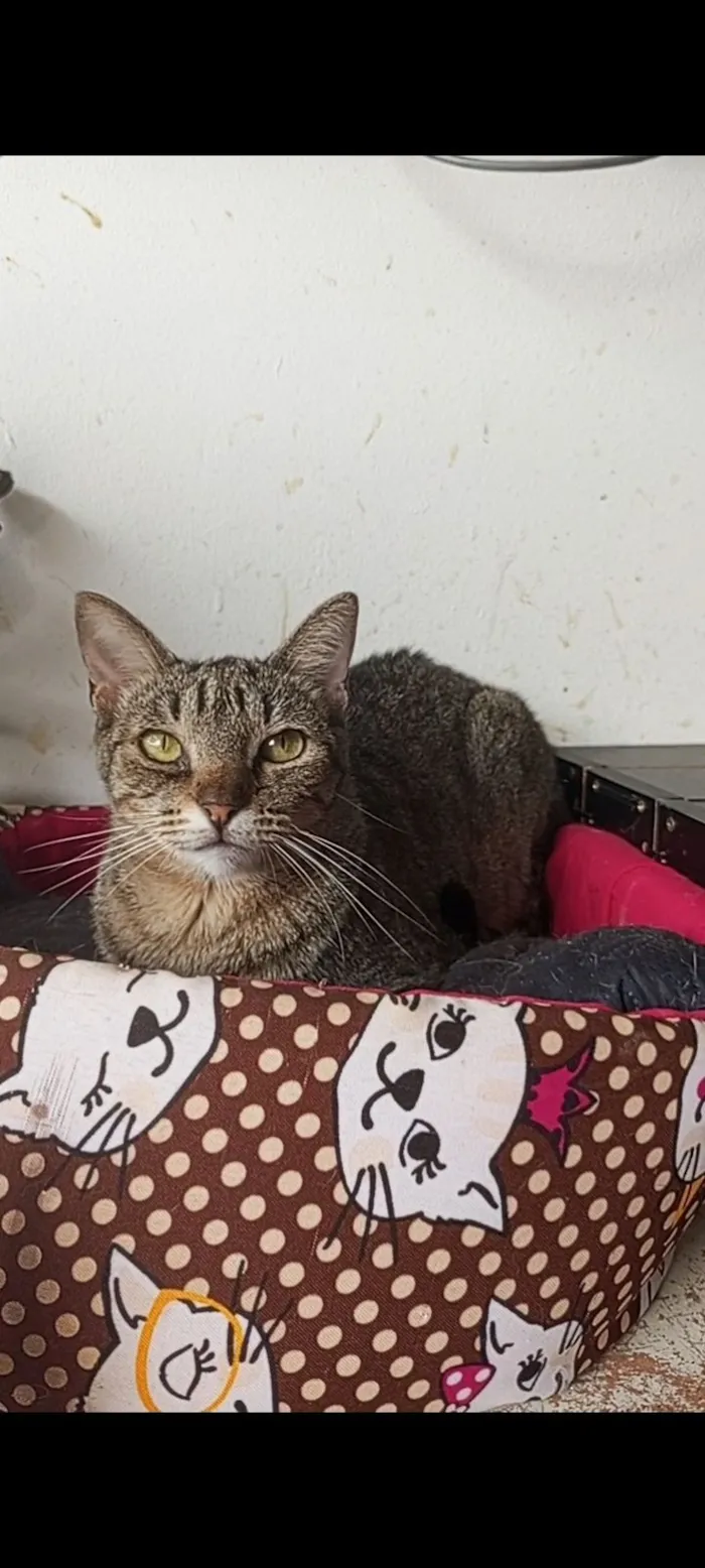 Gato raça SRD-ViraLata idade 2 anos nome Laurinha 