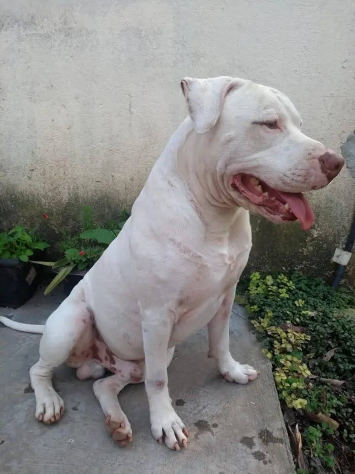 Cachorro raça Pit-Bull idade 6 ou mais anos nome Valente