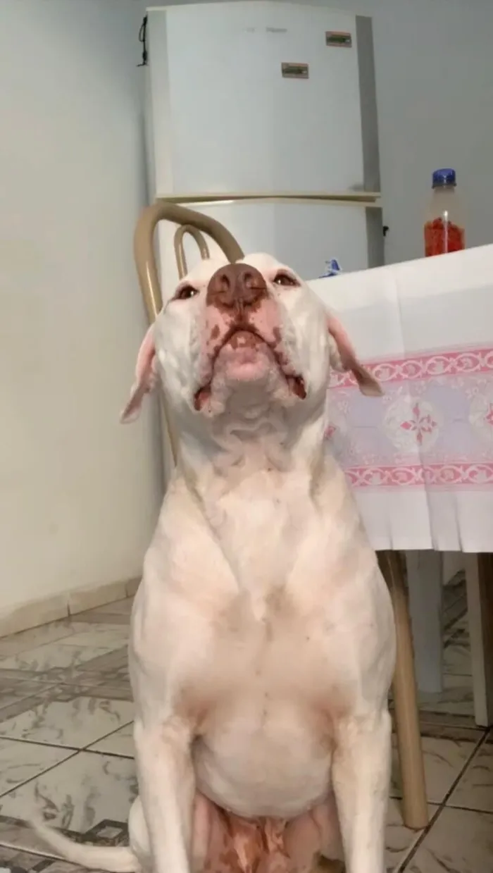 Cachorro raça Pit-Bull idade 6 ou mais anos nome Valente