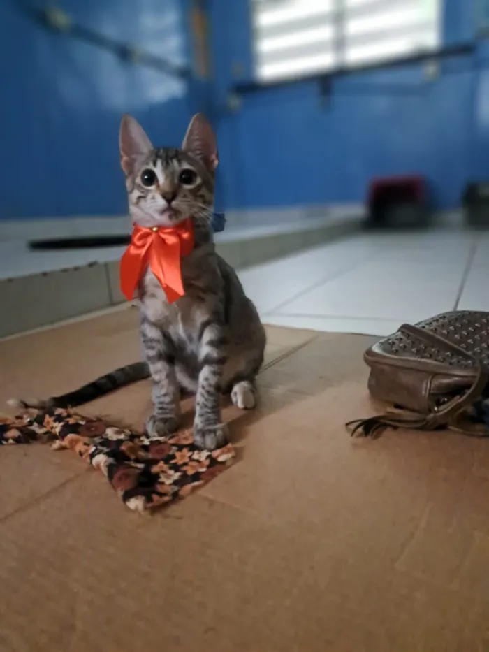 Gato raça SRD-ViraLata idade 2 a 6 meses nome Paixao