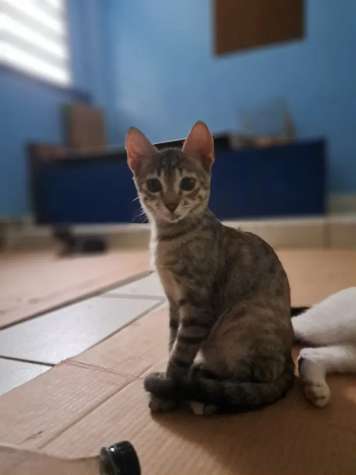 Gato raça SRD-ViraLata idade 2 a 6 meses nome Paixao