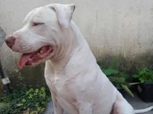 Cachorro raça Pit-Bull idade 6 ou mais anos nome Valente