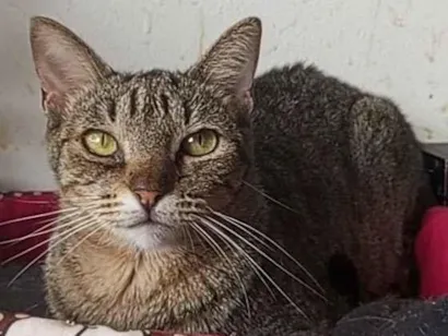 Gato raça SRD-ViraLata idade 2 anos nome Laurinha 