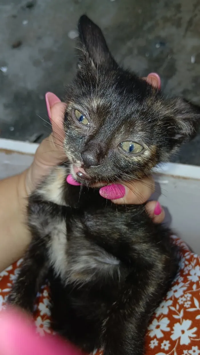 Gato raça SRD-ViraLata idade Abaixo de 2 meses nome tenho alguns para doar..