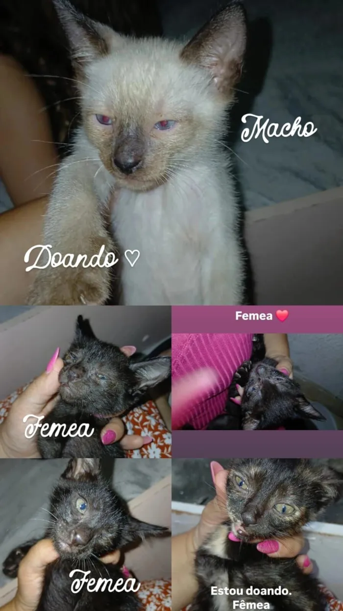 tenho alguns para doar..