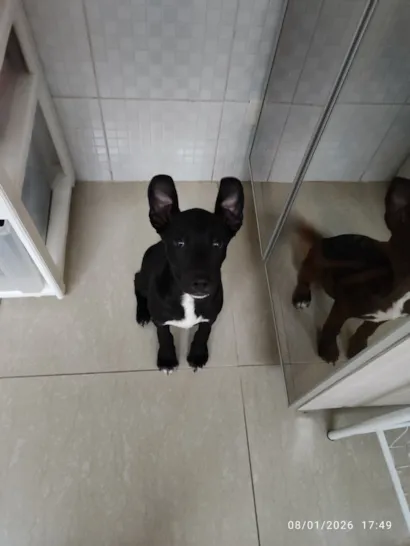 Cachorro raça SRD-ViraLata idade 2 a 6 meses nome Luna