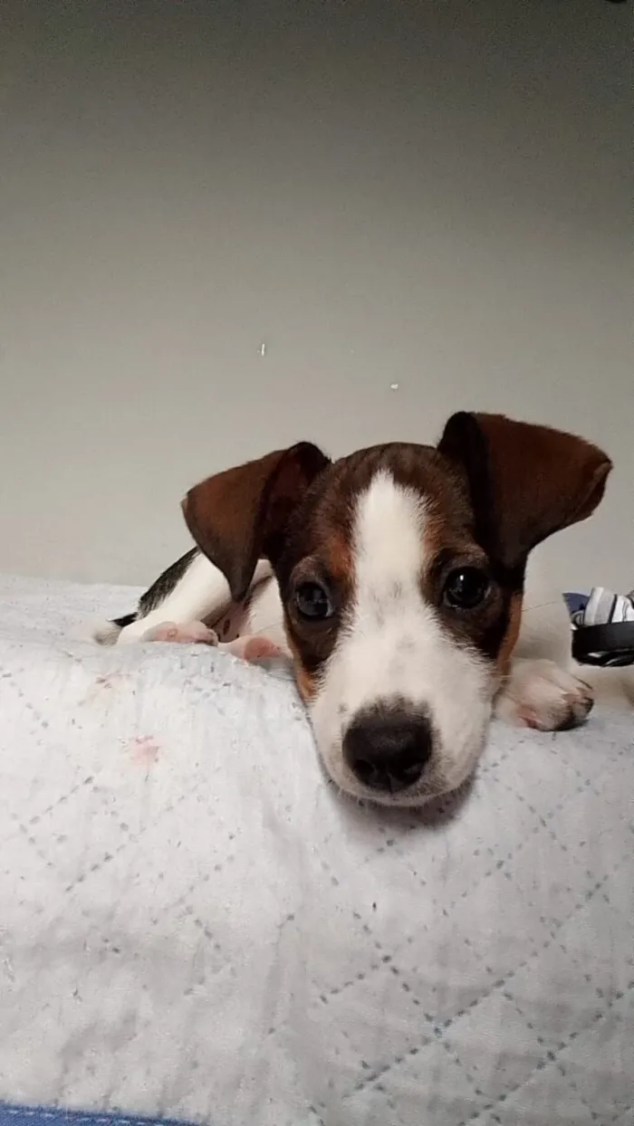 Cachorro raça SRD-ViraLata idade 2 a 6 meses nome Lola