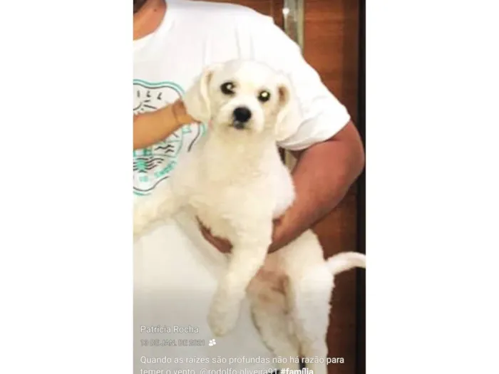 Cachorro raça Maltês idade 6 ou mais anos nome Nick
