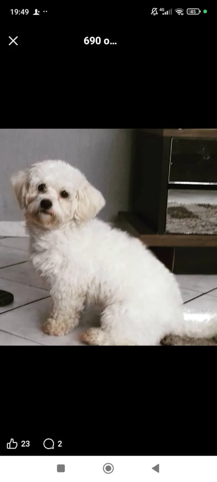 Cachorro raça Maltês idade 6 ou mais anos nome Nick