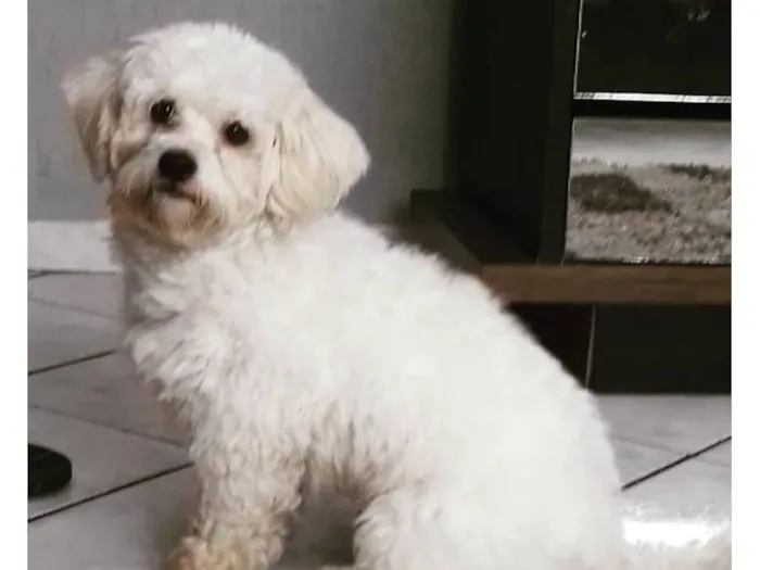 Cachorro raça Maltês idade 6 ou mais anos nome Nick