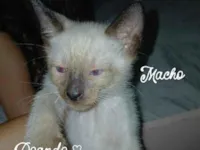 Gato raça SRD-ViraLata idade Abaixo de 2 meses nome tenho alguns para doar..