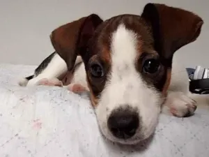 Cachorro raça SRD-ViraLata idade 2 a 6 meses nome Lola