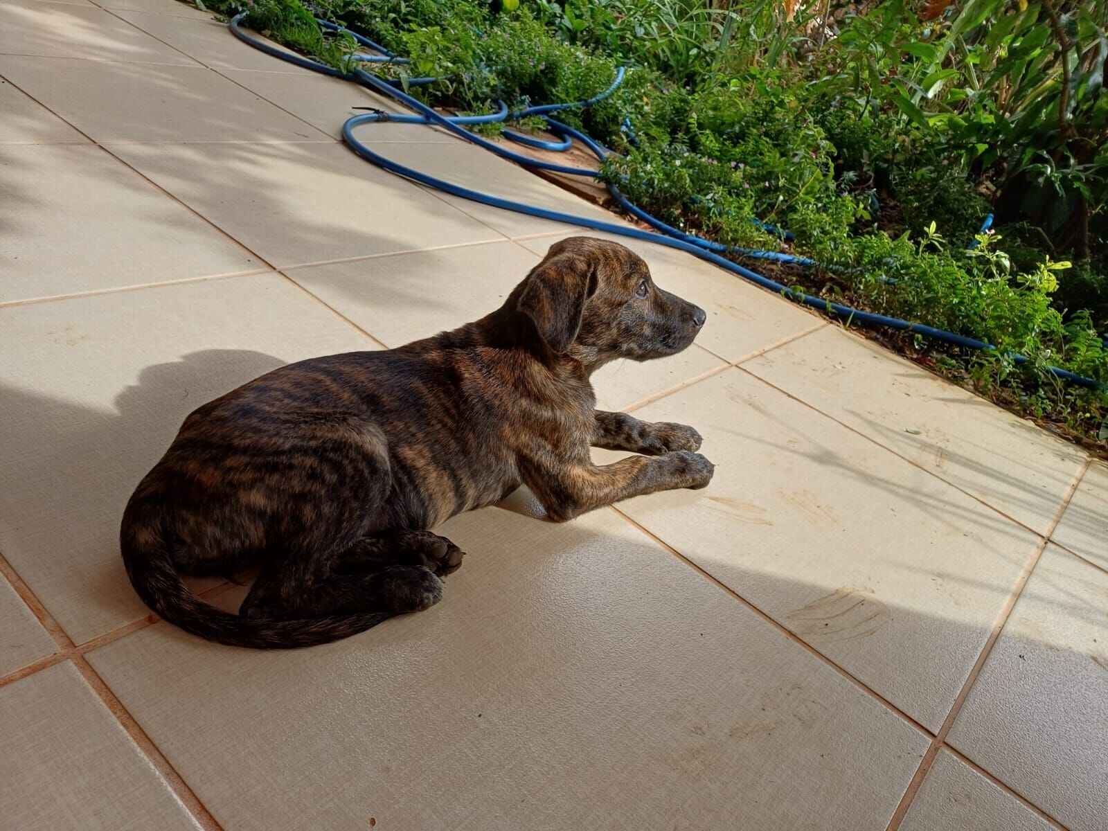 Cachorro raça SRD-ViraLata idade 7 a 11 meses nome Farinha