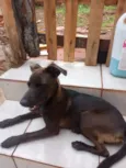 Cachorro raça SRD-ViraLata idade 2 a 6 meses nome Raganar