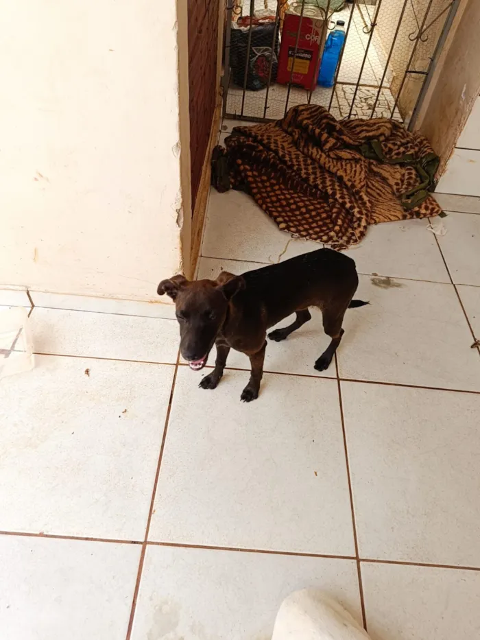 Cachorro raça SRD-ViraLata idade 2 a 6 meses nome Raganar