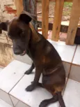 Cachorro raça SRD-ViraLata idade 2 a 6 meses nome Raganar