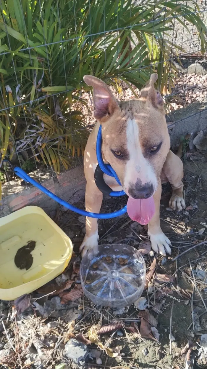 Cachorro raça SRD-ViraLata idade 2 anos nome Cachorro