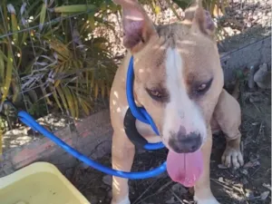 Cachorro raça SRD-ViraLata idade 2 anos nome Cachorro