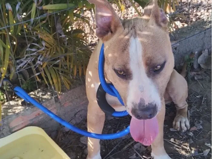 Cachorro raça SRD-ViraLata idade 2 anos nome Cachorro