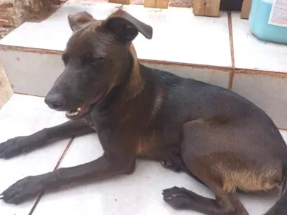 Cachorro raça SRD-ViraLata idade 2 a 6 meses nome Raganar
