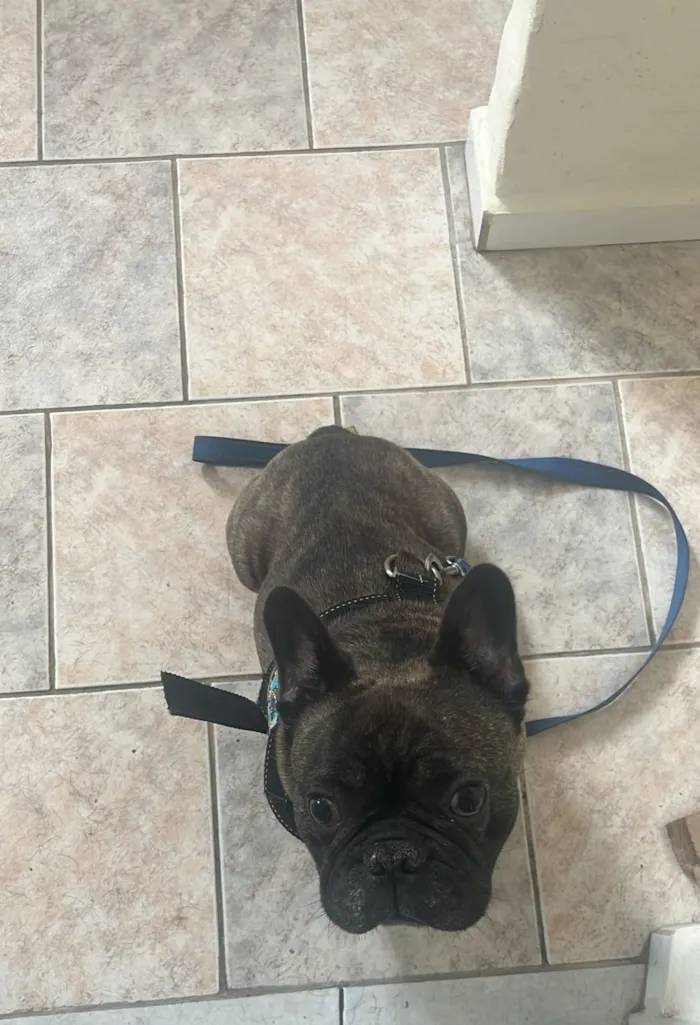 Cachorro raça Bulldog idade 4 anos nome Luke