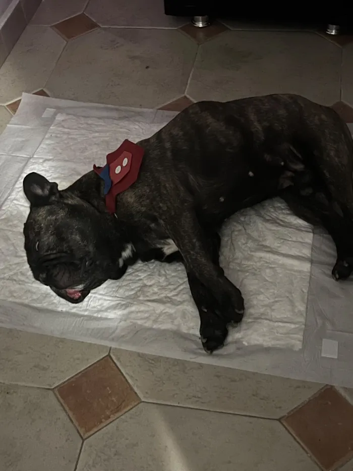 Cachorro raça Bulldog idade 4 anos nome Luke