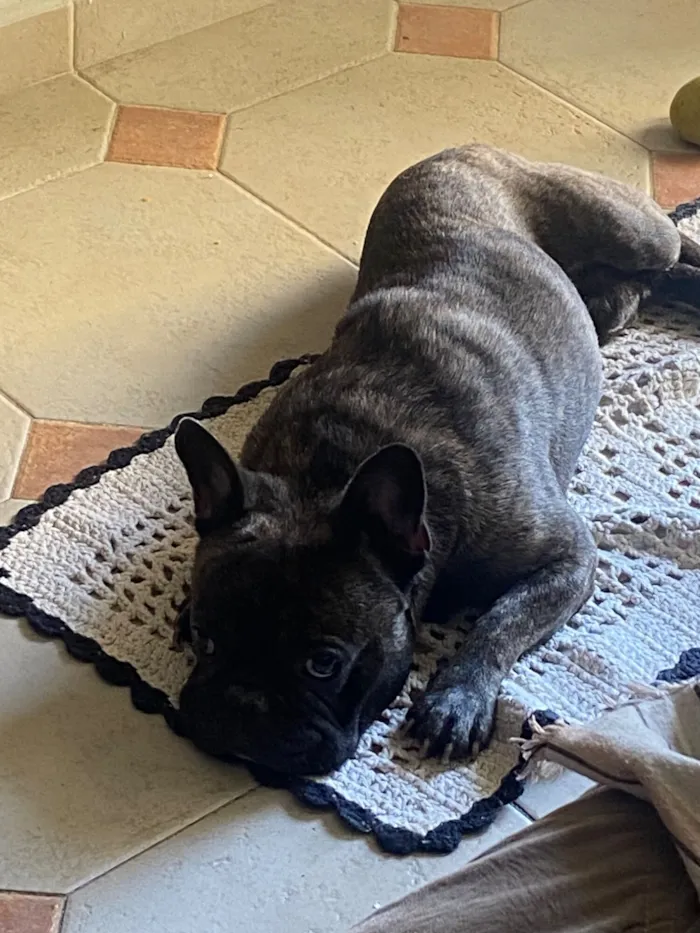 Cachorro raça Bulldog idade 4 anos nome Luke