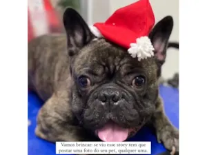 Cachorro raça Bulldog idade 4 anos nome Luke