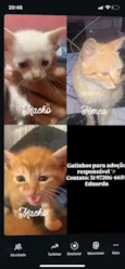 Gato raça SRD-ViraLata idade 7 a 11 meses nome Lady