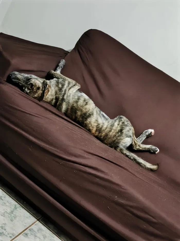 Cachorro raça SRD-ViraLata idade 7 a 11 meses nome Cocaína/Pandora