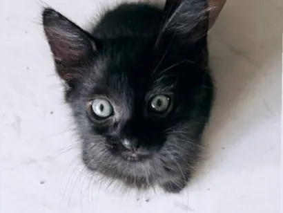 Gato raça Exótico idade 2 a 6 meses nome Gatinho