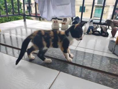 Gato raça SRD-ViraLata idade Abaixo de 2 meses nome .........