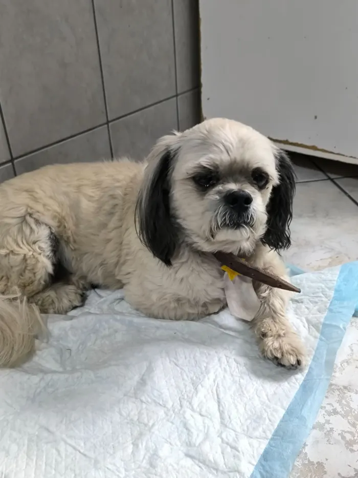 Cachorro raça Shitzu idade 6 ou mais anos nome Não sei 