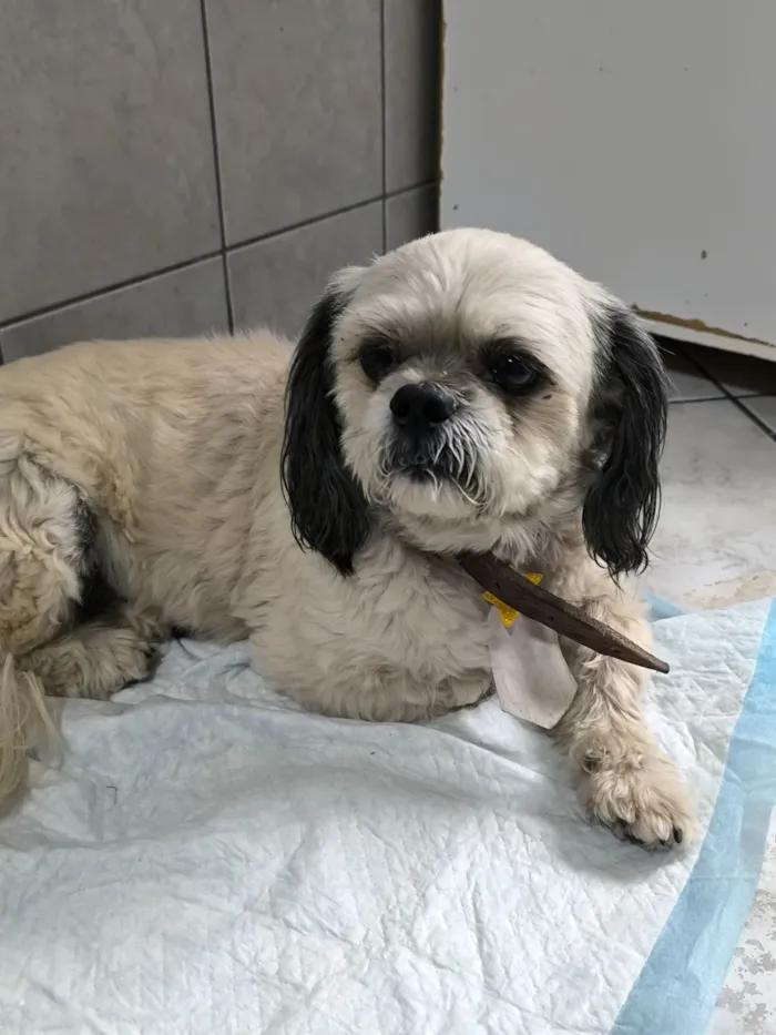 Cachorro raça Shitzu idade 6 ou mais anos nome Não sei 