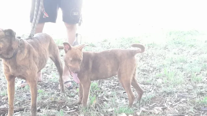 Cachorro raça SRD-ViraLata idade 7 a 11 meses nome Piti